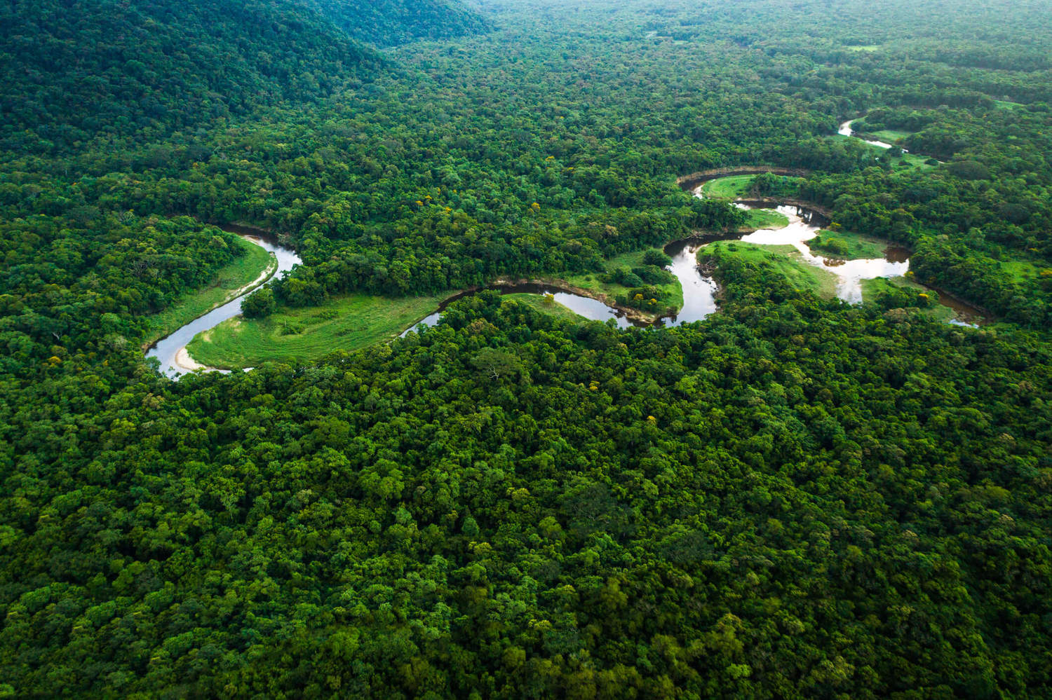 Floresta preservada